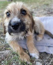 FERO, Hund, Mischlingshund in Griechenland - Bild 13