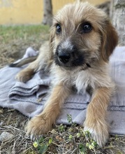 FERO, Hund, Mischlingshund in Griechenland - Bild 4