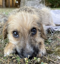 FERO, Hund, Mischlingshund in Griechenland - Bild 5