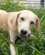 MINOU, Hund, Mischlingshund in Neftenbach - Bild 2