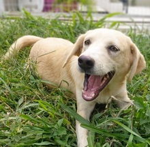 MINOU, Hund, Mischlingshund in Neftenbach - Bild 3