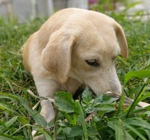 MINOU, Hund, Mischlingshund in Neftenbach - Bild 4