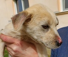 MINOU, Hund, Mischlingshund in Neftenbach - Bild 5