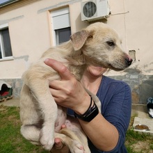 MINOU, Hund, Mischlingshund in Neftenbach - Bild 6