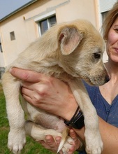 MINOU, Hund, Mischlingshund in Neftenbach - Bild 7