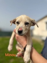 MINOU, Hund, Mischlingshund in Neftenbach - Bild 8