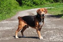 REXS213, Hund, Mischlingshund in Slowakische Republik - Bild 2