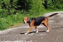 REXS213, Hund, Mischlingshund in Slowakische Republik - Bild 4