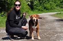 REXS213, Hund, Mischlingshund in Slowakische Republik - Bild 6