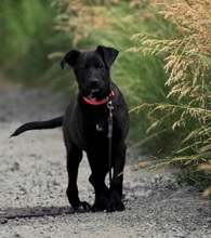 LAKYS214, Hund, Mischlingshund in Slowakische Republik - Bild 13