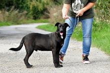 LAKYS214, Hund, Mischlingshund in Slowakische Republik - Bild 2