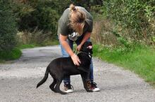 LAKYS214, Hund, Mischlingshund in Slowakische Republik - Bild 7