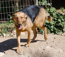 RUBY, Hund, Mischlingshund in Griechenland - Bild 4