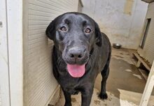 EVELINA, Hund, Labrador Retriever-Mix in Italien - Bild 1