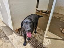 EVELINA, Hund, Labrador Retriever-Mix in Italien - Bild 2