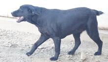 EVELINA, Hund, Labrador Retriever-Mix in Italien - Bild 4