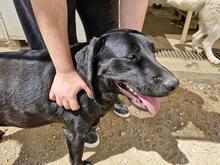 EVELINA, Hund, Labrador Retriever-Mix in Italien - Bild 6