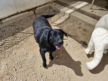 EVELINA, Hund, Labrador Retriever-Mix in Italien - Bild 7