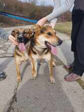 EMA, Hund, Mischlingshund in Slowakische Republik - Bild 3