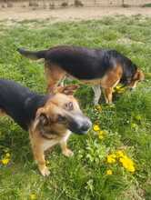 EMA, Hund, Mischlingshund in Slowakische Republik - Bild 6