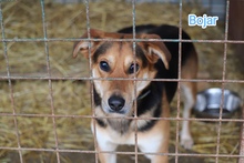 BOJAR, Hund, Mischlingshund in Slowakische Republik - Bild 1