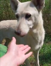 IRIE, Hund, Deutscher Schäferhund-Mix in Ungarn - Bild 1