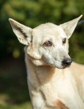 IRIE, Hund, Deutscher Schäferhund-Mix in Ungarn - Bild 3