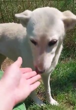 IRIE, Hund, Deutscher Schäferhund-Mix in Ungarn - Bild 6