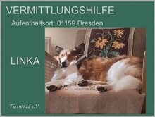 LINKA, Hund, Mischlingshund in Overath - Bild 5