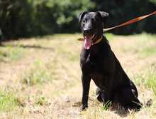 BEPPO, Hund, Labrador-Deutscher Schäferhund-Mix in Slowakische Republik - Bild 1