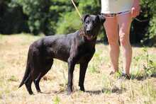 BEPPO, Hund, Labrador-Deutscher Schäferhund-Mix in Slowakische Republik - Bild 2