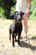 BEPPO, Hund, Labrador-Deutscher Schäferhund-Mix in Slowakische Republik - Bild 3