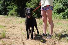 BEPPO, Hund, Labrador-Deutscher Schäferhund-Mix in Slowakische Republik - Bild 4