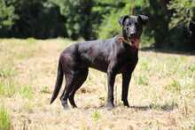 BEPPO, Hund, Labrador-Deutscher Schäferhund-Mix in Slowakische Republik - Bild 5