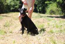 BEPPO, Hund, Labrador-Deutscher Schäferhund-Mix in Slowakische Republik - Bild 6