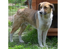 BARNEY, Hund, Mischlingshund in Rumänien - Bild 4