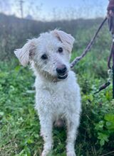 LUKAS, Hund, Pumi-Mix in Slowakische Republik - Bild 1