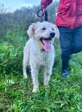 LUKAS, Hund, Pumi-Mix in Slowakische Republik - Bild 3