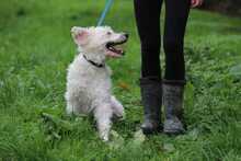 LUKAS, Hund, Pumi-Mix in Slowakische Republik - Bild 4