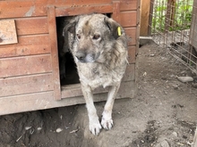 JOHANNA, Hund, Mischlingshund in Rumänien - Bild 9