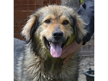 ZOBER, Hund, Mischlingshund in Rumänien - Bild 1