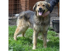 ZOBER, Hund, Mischlingshund in Rumänien - Bild 2