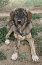 AMELIE, Hund, Mischlingshund in Griechenland - Bild 2