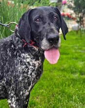 SRECKO, Hund, Deutsch Kurzhaar in Kroatien - Bild 14