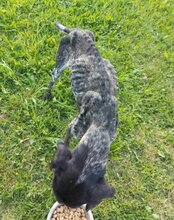 SRECKO, Hund, Deutsch Kurzhaar in Kroatien - Bild 16