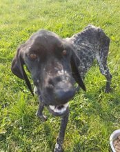 SRECKO, Hund, Deutsch Kurzhaar in Kroatien - Bild 17