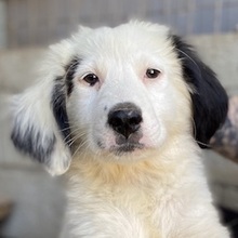 NAMIKA, Hund, Mischlingshund in Griechenland - Bild 1