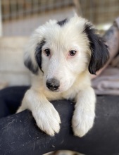 NAMIKA, Hund, Mischlingshund in Griechenland - Bild 10