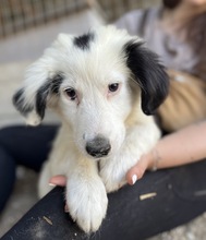 NAMIKA, Hund, Mischlingshund in Griechenland - Bild 2