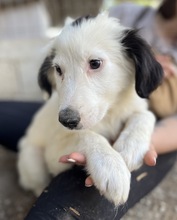 NAMIKA, Hund, Mischlingshund in Griechenland - Bild 4